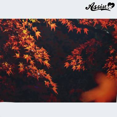 ★ Limited time sale ★ Background cloth 84 Autumn leaves